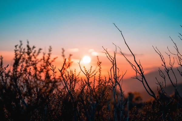 The Leadership Garden Newsletter – #36