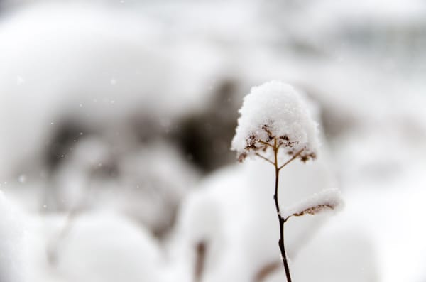 The Leadership Garden Newsletter – #35 and a half