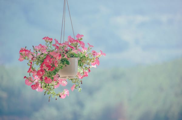The Leadership Garden Newsletter – #40