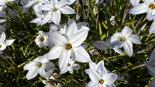 The Leadership Garden Weekly - Firgun
